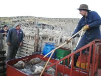 Sarna ovina: El Consejo Agrario refuerza la prevención en la etapa post-parto