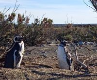 El Consejo Agrario Provincial comienza con la puesta en valor de la Reserva Cabo Vírgenes