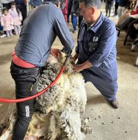 Expo Rural 2026: calidad genética y valor para nuestra lana