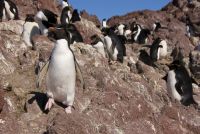 Recomendaciones para proteger la fauna silvestre que elije las costas de Santa Cruz para descansar