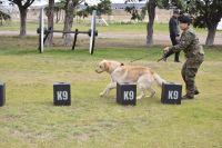 #SomosElEstado: Humano y can conforman un sólido equipo de seguridad