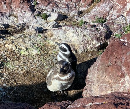 Pingüinos en muda: el fenómeno natural que suele confundirse con una enfermedad