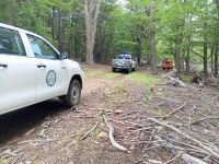 El CAP y Seguridad fortalecen fiscalización y manejo responsable de bosques nativos en Río Turbio