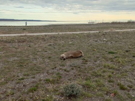 Recomendaciones para la comunidad tras la aparición de un lobo marino en la costanera local