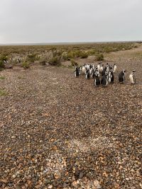 Realizan trabajo científico en Cabo Vírgenes: ¿Qué hacen los pingüinos cuando dejan la costa?