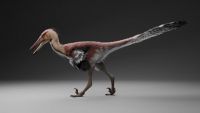 La especie fue denominada Kank australis.
