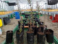 Inician la primera etapa de forestación en el predio de Santa Cruz Puede S.A.U.