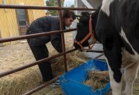 Estudiante destacó el aprendizaje en inseminación artificial y el trabajo realizado con la vaca “Victoria”