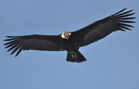 El CAP participará del Primer Congreso de Cóndores