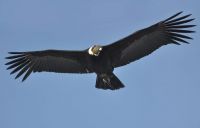 El CAP participará del Primer Congreso de Cóndores