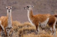 El guanaco en Santa Cruz: Mitos y realidades