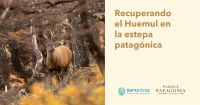 Cinco huemules buscan nombre y convocan a Santa Cruz a votar
