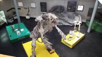 Reabrió la Sala de Paleontología del Museo “Padre Jesús Molina&quot;