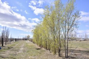 Vivero Cecilio Freile, ubicado en Km 10, Ruta N°3, Río Gallegos.