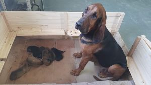 Nacieron siete Bloodhound en la Sección Canes de Búsqueda y Rescate de Puerto San Julián
