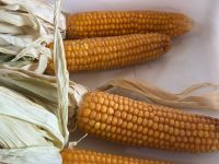 Santa  Cruz impulsa el maíz como nueva oportunidad productiva  en el campo