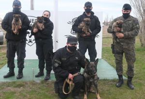 La División Canes de la Policía de Santa Cruz presentó a cuatro nuevos integrantes