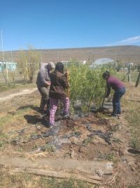 Se entregaron árboles producidos por la Delegación del CAP en Puerto Santa Cruz