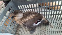 El Consejo Agrario rescató a un pato crestón en 28 de Noviembre