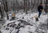 El Consejo Agrario intervino en Río Turbio para frenar extracción ilegal de madera en la Reserva Mazaruca