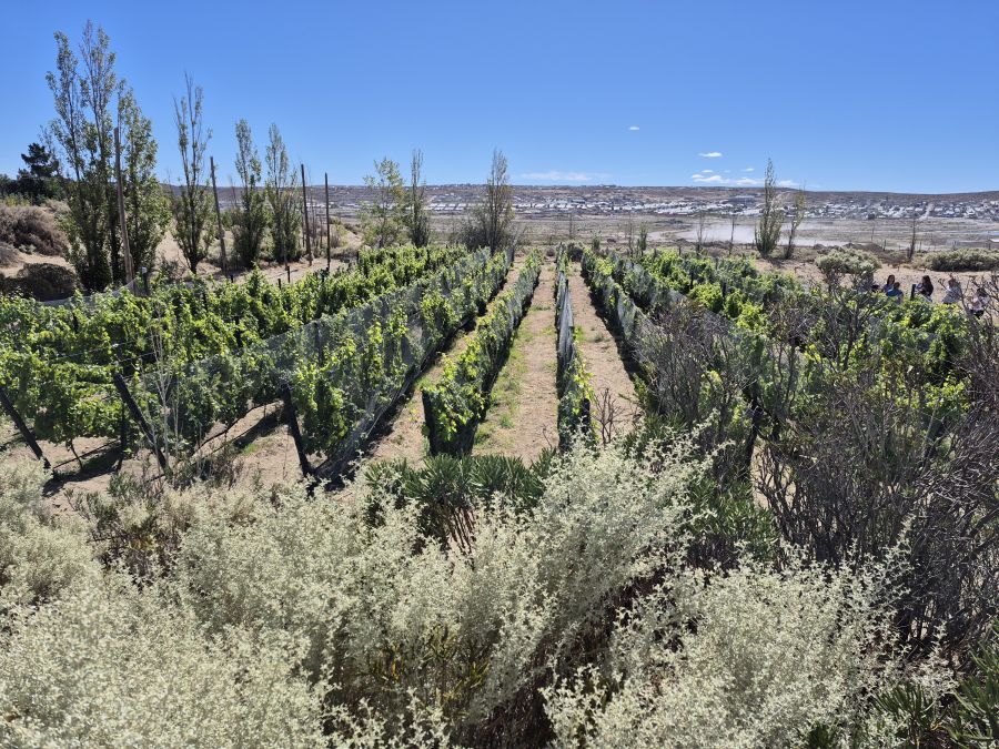 Avanza el proyecto del vi&ntilde;edo en Caleta Olivia