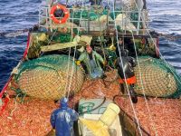 Santa Cruz se prepara para una nueva zafra: el 26 inicia la prospección de langostino