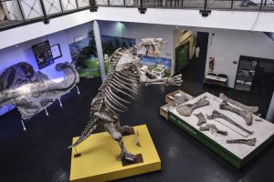 #SomosElEstado: Patrimonio Cultural es un tesoro de identidad y tradición ancestral