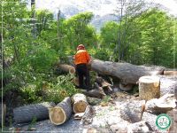 Delegación El Chaltén: Concretaron trabajos de poda y volteo de árboles peligrosos