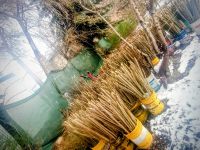 El Consejo Agrario dictará un curso práctico sobre álamos y sauces en El Calafate