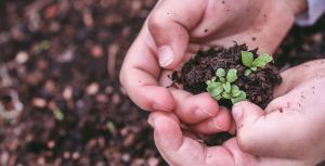 Eco Canje: invitan a cambiar materiales reciclables por árboles