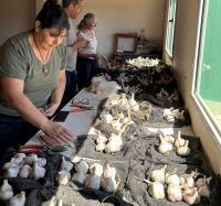 Proyecto “Selección genética de un nuevo cultivar de ajo en Santa Cruz”