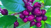 Cerezas de mi Patagonia: un fruto con identidad santacruceña