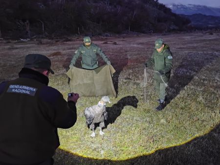 Walaq vuelve a su hábitat: Liberación del cóndor andino en 28 de Noviembre
