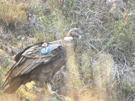 El guardián de los vientos: la historia de rescate y esperanza de Walaq