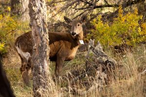 En Santa Cruz colocan GPS a huemules para evitar su extinción