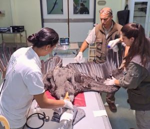 Estudios científicos sobre cóndor electrocutado y la recuperación de Walaq