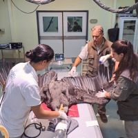 Estudios científicos sobre cóndor electrocutado y la recuperación de Walaq