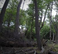 La lenga: un recurso valioso del bosque nativo de Santa Cruz