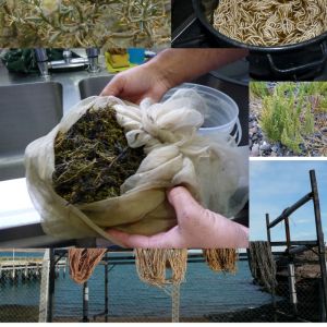 PREPAP  dictará un curso de tintes naturales con plantas nativas