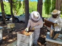 Los Antiguos: El Consejo Agrario y el SENASA realizaron relevamiento sanitario de apiarios