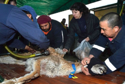 Se realizó la primera esquila de guanacos en la historia de Santa Cruz