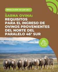 Santa Cruz recuerda los requisitos obligatorios para el ingreso de ovinos a la provincia