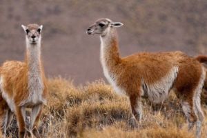 Recomiendan adoptar medidas de precaución para evitar incidentes de tránsito con guanacos