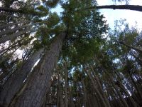 Convocatoria para presentar planes de Manejo y/o Conservación para Bosques Nativos