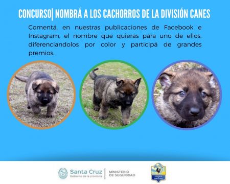 Lanzan campaña para nombrar a los nuevos cachorros de la Policía de Santa Cruz