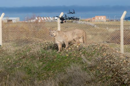 El manejo de la fauna silvestre no es un espectáculo.