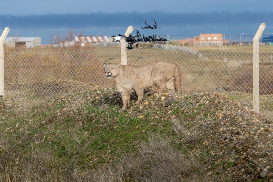 El manejo de la fauna silvestre no es un espectáculo.