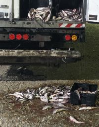 Provincia y el municipio de Caleta Olivia detectan irregularidades en transporte de pescado