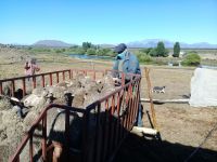 Santa Cruz sostiene desde 2023 la condición de provincia libre de sarna ovina.