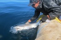 “La Memoria del Océano”: la Fundación Por el Mar rescata la historia de los tiburones en Santa Cruz